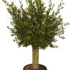 Olijfboom (Olea) Stamomtrek Ca. 30-40Cm 40L 175Cm-Brico Online