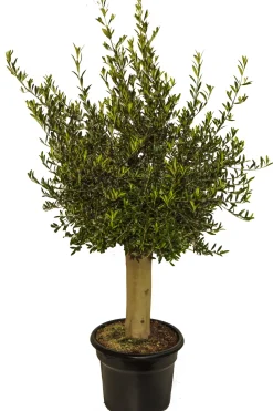 Olijfboom (Olea) Stamomtrek Ca. 30-40Cm 40L 175Cm-Brico Online