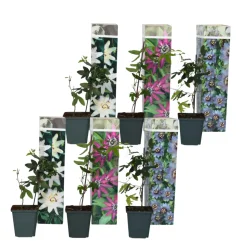 Passiflora - Mix Van 6 - Klimplant - Pot 9Cm - Hoogte 25-40Cm-Brico Hot