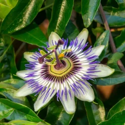 Passiflora - Mix Van 6 - Klimplant - Pot 9Cm - Hoogte 25-40Cm-Brico Hot