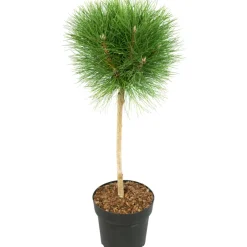 Pinus Summer Breeze - Dwergden - Pot 24Cm - Hoogte 70-80Cm-Brico Outlet