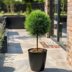 Pinus Summer Breeze - Dwergden - Pot 24Cm - Hoogte 70-80Cm-Brico Outlet