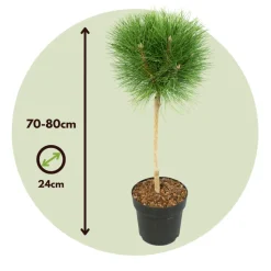 Pinus Summer Breeze - Dwergden - Pot 24Cm - Hoogte 70-80Cm-Brico Outlet