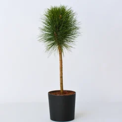 Pinus Summer Breeze - Dwergden - Pot 24Cm - Hoogte 70-80Cm-Brico Outlet