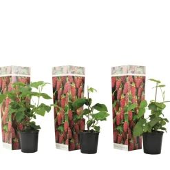 Rubus 'Tayberry' - Set Van 3 - Tuinplant - Braamboos - Pot 9Cm - Hoogte 25-40Cm-Brico Online