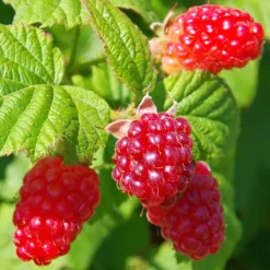 Rubus 'Tayberry' - Set Van 3 - Tuinplant - Braamboos - Pot 9Cm - Hoogte 25-40Cm-Brico Online