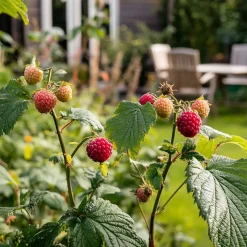 Rubus 'Tayberry' - Set Van 3 - Tuinplant - Braamboos - Pot 9Cm - Hoogte 25-40Cm-Brico Online