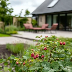 Rubus 'Tayberry' - Set Van 3 - Tuinplant - Braamboos - Pot 9Cm - Hoogte 25-40Cm-Brico Online