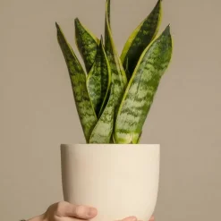 Sansevieria Laurentii - Set Van 4 - Vrouwentong - Pot 12Cm - Hoogte 30-40Cm-Brico New