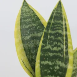 Sansevieria Laurentii - Set Van 4 - Vrouwentong - Pot 12Cm - Hoogte 30-40Cm-Brico New