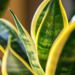 Sansevieria Laurentii - Set Van 4 - Vrouwentong - Pot 12Cm - Hoogte 30-40Cm-Brico New