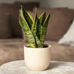 Sansevieria Laurentii - Set Van 4 - Vrouwentong - Pot 12Cm - Hoogte 30-40Cm-Brico New