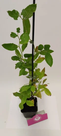 Schramas.Com Blauwe Bes Vaccinium Corymbosum Blue Crop + Pot 9Cm-Brico Best