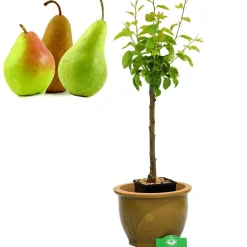 Schramas.Com Perenboom Pyrus Communis Trio Peer Drie Soorten Aan Een Boom + Pot 19Cm-Brico Outlet