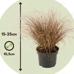 Siergrassenpakket - Set Van 6 - Pot 10.5Cm - Hoogte 15-25Cm-Brico Discount