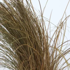 Siergrassenpakket - Set Van 6 - Pot 10.5Cm - Hoogte 15-25Cm-Brico Discount