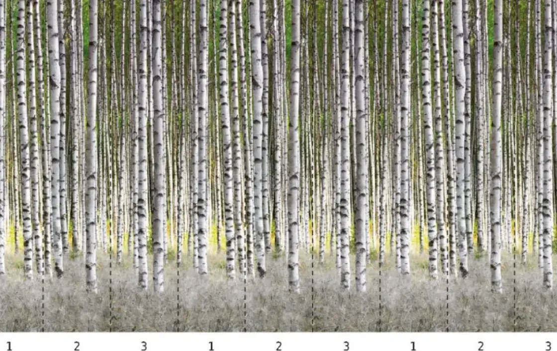 Smart Art Fotobehang Berkenbos-Brico Hot