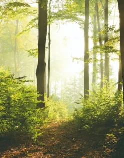 Smart Art Fotobehang Bosweg-Brico Clearance