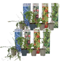 Smoothie Mix - Mix Van 8 - Goji,Cranberry,Bes, Kiwi - Pot 9Cm - Hoogte 25-40Cm-Brico Hot