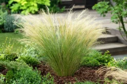 Stipa Tenuifolia 'Pony Tails' - Set Van 9 - Gras - Pot 9Cm - Hoogte 20-30Cm-Brico Best