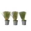 Stipa Tenuifolia 'Pony Tails' - Set Van 3 - Gras - Pot 9Cm - Hoogte 20-30Cm-Brico Discount