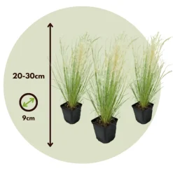 Stipa Tenuifolia 'Pony Tails' - Set Van 3 - Gras - Pot 9Cm - Hoogte 20-30Cm-Brico Discount