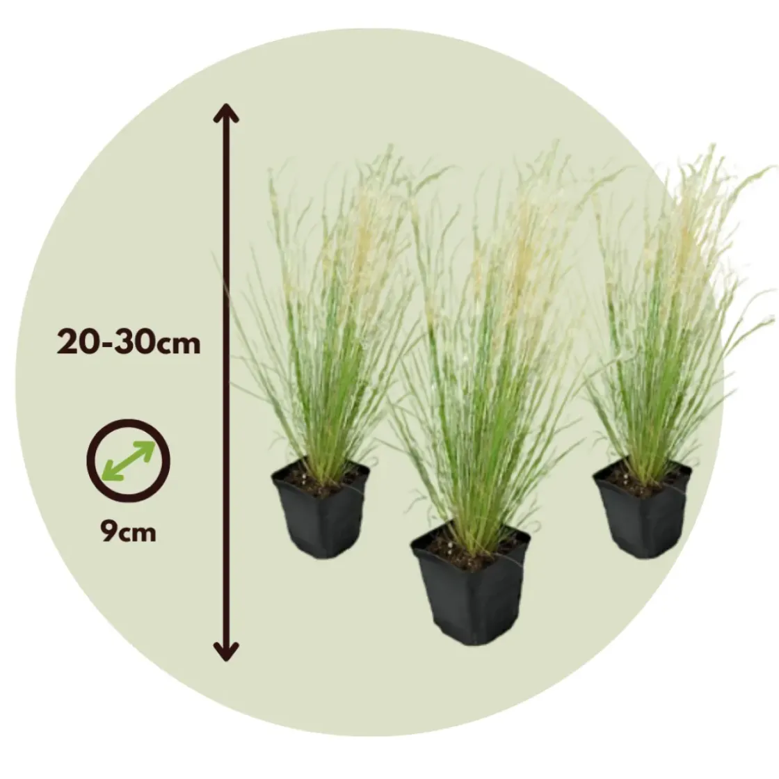 Stipa Tenuifolia 'Pony Tails' - Set Van 3 - Gras - Pot 9Cm - Hoogte 20-30Cm-Brico Discount