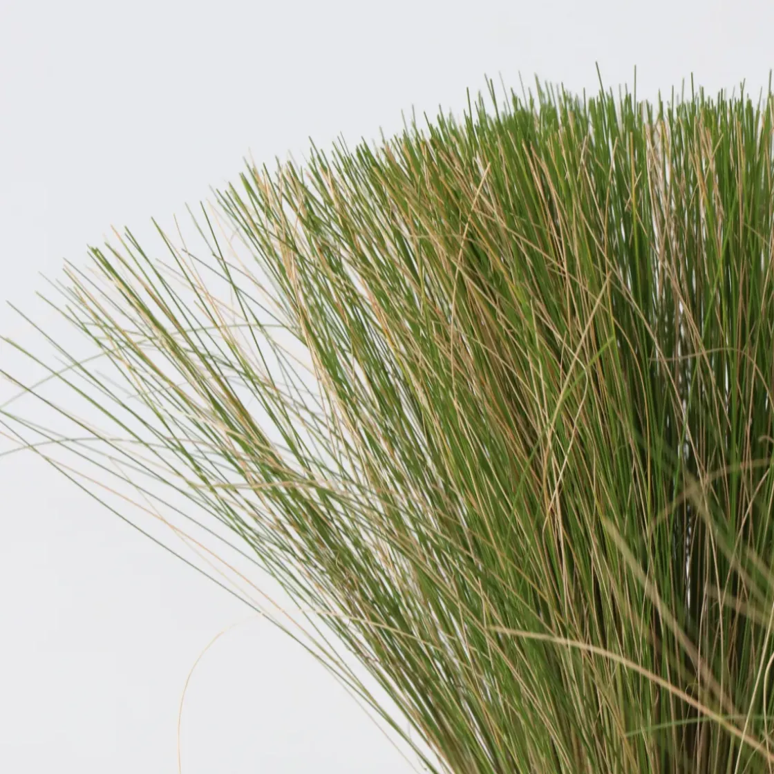 Stipa Tenuifolia 'Pony Tails' - Set Van 3 - Gras - Pot 9Cm - Hoogte 20-30Cm-Brico Discount