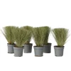 Stipa Tenuifolia 'Pony Tails' - Set Van 6 - Gras - Pot 9Cm - Hoogte 20-30Cm-Brico Sale