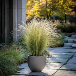 Stipa Tenuifolia 'Pony Tails' - Set Van 6 - Gras - Pot 9Cm - Hoogte 20-30Cm-Brico Sale