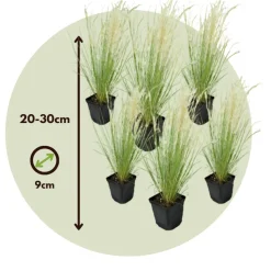 Stipa Tenuifolia 'Pony Tails' - Set Van 6 - Gras - Pot 9Cm - Hoogte 20-30Cm-Brico Sale