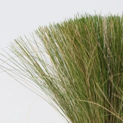 Stipa Tenuifolia 'Pony Tails' - Set Van 6 - Gras - Pot 9Cm - Hoogte 20-30Cm-Brico Sale