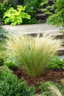 Stipa Tenuifolia 'Pony Tails' - Set Van 6 - Gras - Pot 9Cm - Hoogte 20-30Cm-Brico Sale