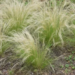 Stipa Tenuifolia 'Pony Tails' - Set Van 6 - Gras - Pot 9Cm - Hoogte 20-30Cm-Brico Sale