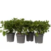 Viburnum Tinus - Set Van 4 - Groenblijvend - Pot 17Cm - Hoogte 25-40Cm-Brico Best
