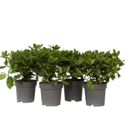 Viburnum Tinus - Set Van 4 - Groenblijvend - Pot 17Cm - Hoogte 25-40Cm-Brico Best