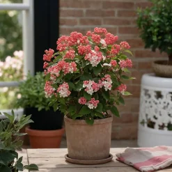 Viburnum Tinus - Set Van 4 - Groenblijvend - Pot 17Cm - Hoogte 25-40Cm-Brico Best