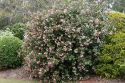 Viburnum Tinus - Set Van 4 - Groenblijvend - Pot 17Cm - Hoogte 25-40Cm-Brico Best