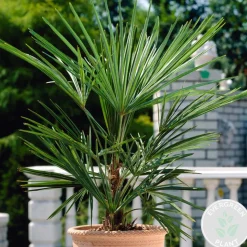 Washingtonia Robusta - Mexicaanse Waaierpalm - Palm - Groenblijvend - 21 Cm – ↕80-100 Cm-Brico Outlet