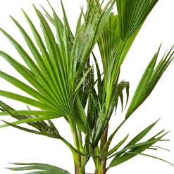 Washingtonia Robusta - Mexicaanse Waaierpalm - Palm - Groenblijvend - 21 Cm – ↕80-100 Cm-Brico Outlet
