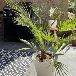 Washingtonia Robusta - Mexicaanse Waaierpalm - Palm - Groenblijvend - 21 Cm – ↕80-100 Cm-Brico Outlet