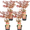 4X Acer Palmatum 'Atropurpureum' - Japanse Esdoorn - Heester - Winterhard - 10,5 Cm - ↕25-30 Cm-Brico Best