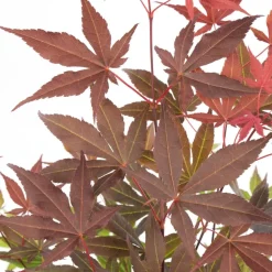 4X Acer Palmatum 'Atropurpureum' - Japanse Esdoorn - Heester - Winterhard - 10,5 Cm - ↕25-30 Cm-Brico Best