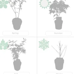 4X Acer Palmatum 'Atropurpureum' - Japanse Esdoorn - Heester - Winterhard - 10,5 Cm - ↕25-30 Cm-Brico Best