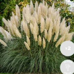 2X Cortaderia ‘Pumila' - Pampasgras - Siergrassen - Winterhard - 13 Cm - ↕20-30 Cm-Brico New