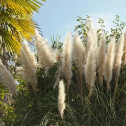 2X Cortaderia ‘Pumila' - Pampasgras - Siergrassen - Winterhard - 13 Cm - ↕20-30 Cm-Brico New