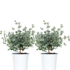 2X Eucalyptus Gunnii - Gomboom - Heester - Groenblijvend - 14 Cm - ↕25-35 Cm-Brico Discount