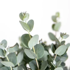 2X Eucalyptus Gunnii - Gomboom - Heester - Groenblijvend - 14 Cm - ↕25-35 Cm-Brico Discount