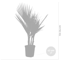 2X Washingtonia Robusta - Mexicaanse Waaierpalm - Palm - Groenblijvend - 17 Cm - ↕60-75 Cm-Brico Best